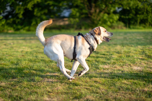 We Almost Missed Simba's Joint Problem — Until the Gait Scan Flagged It